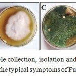 Figure 1: Fusarium pathogen sample collection, isolation and sub-culturing on media plates. A) diseased chickpea plants showing the typical symptoms of Fusarium wilt disease were collected.