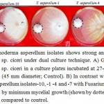 Figure 2. Different Trichoderma asperellum isolates shows strong antagonistic effect against Fusarium oxysporum f. sp. ciceri under dual culture technique. A) Growth of test pathogen-Fusarium oxysporum f. sp. ciceri in a culture plates incubated at 27-28ºC for 96 hrs without Trichoderma asperellum (45 mm diameter; Control). B) In contrast with this, the dual culture assay of Trichoderma asperellum isolates-10, -1 -4 and -7 with Fusarium oxysporum f. sp. ciceri shows antagonistic effect by minimum mycelial growth (shown by dotted circle) after incubation at 27-28 °C for 96 hrs as compared to control.