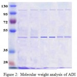 Figure 2: Molecular weight analysis of ADI and ADI-PEG