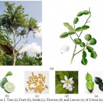 Figure 1: Tree (a), Fruit (b), Seeds (c), Flowers (d) and Leaves (e) of Citrus hystrix.