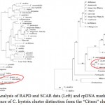 Figure 2: Analysis of RAPD and SCAR data (Left) and cpDNA markers (Right); Evidence of C. hystrix cluster distinction from the “Citron” cluster21.