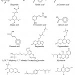 Figure 6: Structure of phenolic compounds, coumarins and a quinolinone alkaloid from C. hystrix DC.
