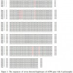 Figure 1: The sequences of seven detected haplotypes of ATP6 gene with 6 polymorphic sites in red