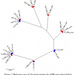 Figure 2: Phylogeny tree of 24 tested samples for ATP6 gene showed their segregation in 7 clusters.
