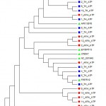 Figure 3: Phylogeny tree of 24 tested samples for ATP6 gene with ten reference sequences.