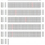 Figure 4: The sequences of five detected haplotypes of ND2 genes with 6 polymorphic sites in red