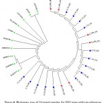 Figure 6: Phylogeny tree of 20 tested samples for ND2 gene with ten references.