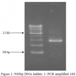 Figure 1: 500bp DNA ladder; 1: PCR amplified 16S rDNA of isolated bacteria C18 strain