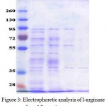 Figure 3: Electrophoretic analysis of l-arginase from Idiomarina sp. at various stages of purification.Lane1 molecular weight markers, Lane 2 – crude extract, Lane 3- ammonium sulphate fractionation, Lane 4- GFC, Lane 5- IEC. Kinetic properties of l-arginase