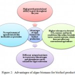 Figure 2: Advantages of algae biomass for biofuel production