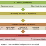 Figure 3: Process of biodiesel production from algal