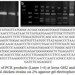 Figure 1: a. Detection of PCR products (Lanes 1-4) at locus GH2 and GH3 of cGH gene in local chicken strains on 2% agarose gel electrophoresis.