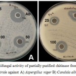 Figure 4: Antifungal activity of partially purified chitinase from Trichoderma viride against A) Aspergillus niger B) Candida albicans