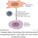 Figure 1: Schematic figure of producing of Ips cells from mouse fibroblast cells, by transferring 4 factors c_Myc, Klf2, oct4, sox2, by the means of retrovirus systems.
