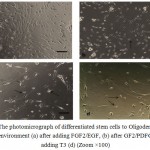 Figure 3: The photomicrograph of differentiated stem cells to Oligodendrocyte in control environment (a) after adding FGF2/EGF, (b) after GF2/PDFG(c) after adding T3 (d) (Zoom ×100)