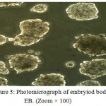 Figure 5: Photomicrograph of embryiod bodies EB. (Zoom × 100)