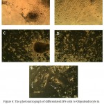 Figure 6: The photomicrograph of differentiated IPS cells to Oligodendrocyte in control environment (A) and after adding FGF2/EGF, (B) after FGF2/PDFG (C, D) and after adding T3, (E) (zoom×100)