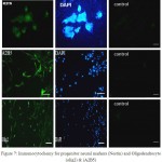 Figure 7: Immunocytochemy for progenitor neural markers (Nestin) and Oligodendrocyte (olig2) & (A2B5)
