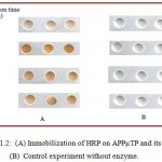 Figure 1.2: (A) Immobilization of HRP on APPµTP and its assay. (B) Control experiment without enzyme.