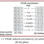 Figure 1.3: FNAB- induced activation by (A) solution and (B) dry phase.