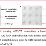Figure 1.9: Proof showing APPµTP immobilizes a biomolecule only through covalent binding. (A) HRP immobilization onto treated and untreated cavities of APPµTP (B) BSA immobilization prior to HRP immobilization onto treated and untreated cavities of APPµTP.