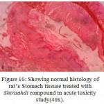 Figure 10: Showing normal histology of rat’s Stomach tissuse treated with Shirisahdi compound in acute toxicity study(40x).