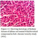Figure 13: Showing histology of Kidney tissues of albino rat treated withShirishadi compound in Sub- chronic toxicity study (40x).