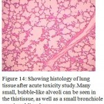 Figure 14: Showing histology of lung tissue after acute toxicity study.Many small, bubble-like alveoli can be seen in the thistissue, as well as a small bronchiole running obliquely