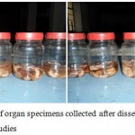 Figure 5: Samples of organ specimens collected after dissection for histopathological studies