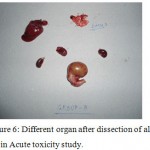 Figure 6: Different organ after dissection of albino rats in Acute toxicity study.
