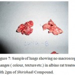 Figure 7: Sample of lungs showing no macroscopic changes ( colour, texture etc.) in albino rat treated with 2gm of Shirishadi Compound.