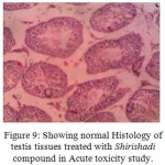 Figure 9: Showing normal Histology of testis tissues treated with Shirishadi compound in Acute toxicity study.