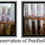 Figure 10: Preservation of Purified Organism