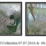 Figure 2: Date of Collection 07.07.2016 & 08.07.2016 (Near Gosaba)