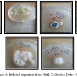 Figure 4: Isolated organism from Soil, Collection Date:- 07/07/2016