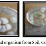 Figure 5: Isolated organism from Soil, Collection Date :- 08/07/2016