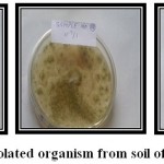 Figure 7: Isolated organism from soil of Dhapa