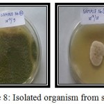 Figure 8: Isolated organism from soil of Bhery