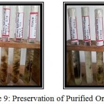 Figure 9: Preservation of Purified Organism