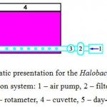 Figure 1: Schematic presentation for the Halobacterium salinarum cultivation system: 1 – air pump, 2 – filter for air sterilization, 3 – rotameter, 4 – cuvette, 5 – day-light lamps LD-20.