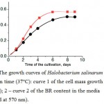 Figure 2: The growth curves of Halobacterium salinarum cells vs. cultivation time (37°C): curve 1 of the cell mass growth (measured at 650 nm); 2 – curve 2 of the BR content in the media (measured at 570 nm).