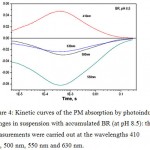 Figure 4: Kinetic curves of the PM absorption by photoinduced changes in suspension with accumulated BR (at pH 8.5): the measurements were carried out at the wavelengths 410 nm, 500 nm, 550 nm and 630 nm.