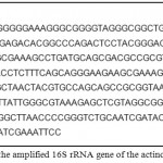 Figure 1: Sequence of the amplified 16S rRNA gene of the actinomycetes isolate Ac1