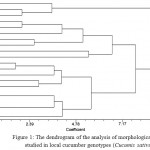 Figure 1: The dendrogram of the analysis of morphological traits studied in local cucumber genotypes (Cucumis sativus)