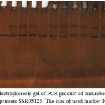 Figure 2: Electrophoresis gel of PCR product of cucumber genotypes with primers SSR05125. The size of used marker 100 bp