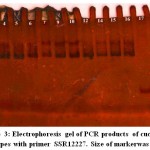 Figure 3: Electrophoresis gel of PCR products of cucumber genotypes with primer SSR12227. Size of markerwas 100 bp