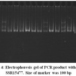Figure 4: Electrophoresis gel of PCR product with primer SSR15477. Size of marker was 100 bp
