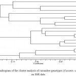 Figure 5: Dendrogram of the cluster analysis of cucumber genotypes (Cucumis sativus) based on SSR data