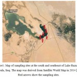 Figure 1: Map of sampling sites at the south and southeast of Lake Razazah, Karbala, Iraq. The map was derived from Satellite World Map in 2014 [31]. Red arrows show the sampling sites.