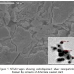 Figure 1: SEM images showing well-dispersed silver nanoparticles formed by extracts of Artemisia sieberi plant